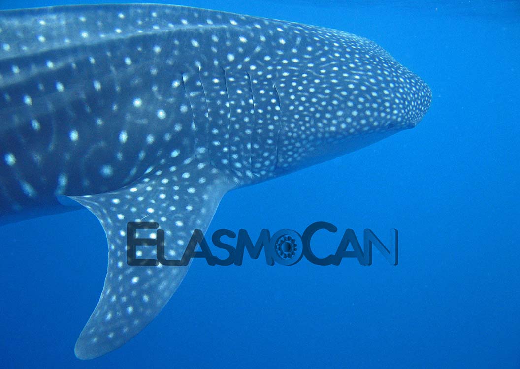 Lineas de investigación por ElasmoCan - Tiburón ballena (Rhincodon typus). Crédito de foto: Krupskaya Narváez.