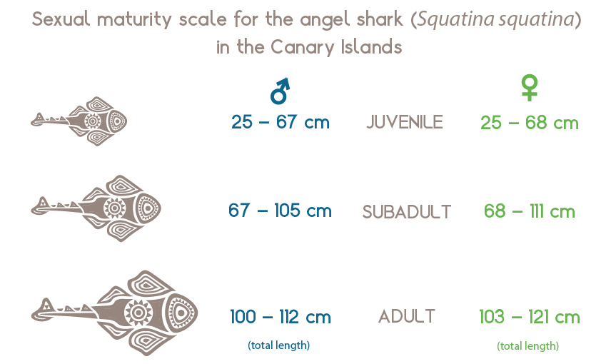Sexual maturity scale for the common angelshark (Squatina squatina) in the Canary Islands