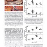 Sexual development and maturity scale for the angelshark Squatina squatina, with comments on the adequacy of general maturity scales