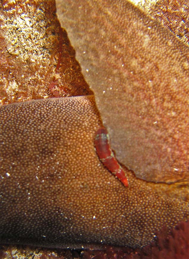 Predatoren van de zee-engel: bloedzuiger Stibarobdella macrothela parasiterend op de engelhaai Squatina squatina in de Canarische Eilanden – ElasmoCan