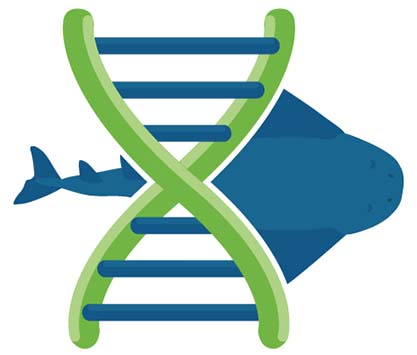 Exploración genética del angelote o tiburón ángel (squatina squatina) para determinar su dinámica poblacional y diversidad entre las diferentes poblaciones.