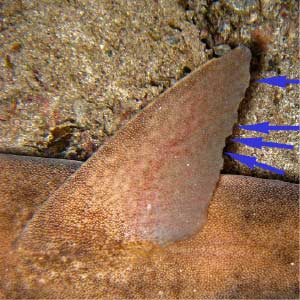 Recognition of distinctive natural body marks for identification of angelsharks (ANGELSHARK-ID)