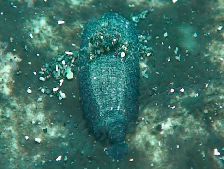 A marine leech Branchellion torpedinis parasitic on a marbled electric ray Torpedo marmorata in the Canary Islands – ElasmoCan