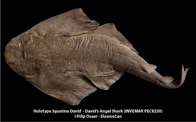 Holotype David's Angel Shark (Squatina david) - INVEMAR PEC8250