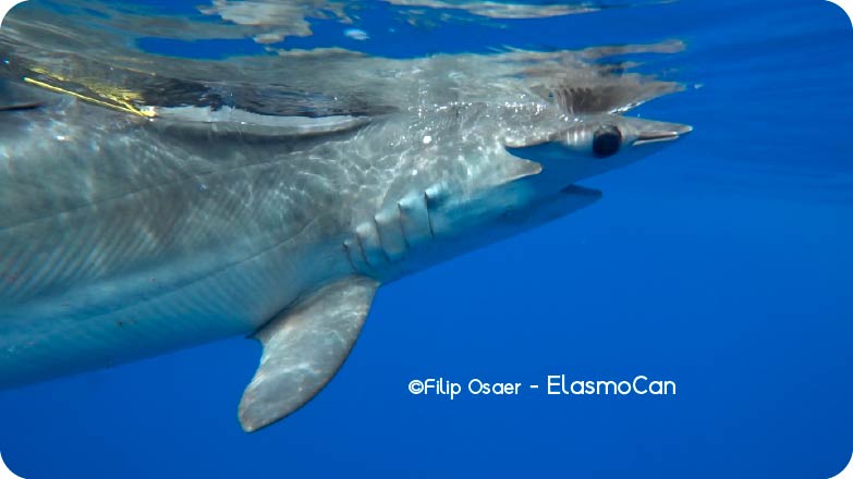 Marcaje de un tiburón martillo liso o cornuda cruz (Sphyrna zygaena); crédito de foto Filip Osaer - ElasmoCan
