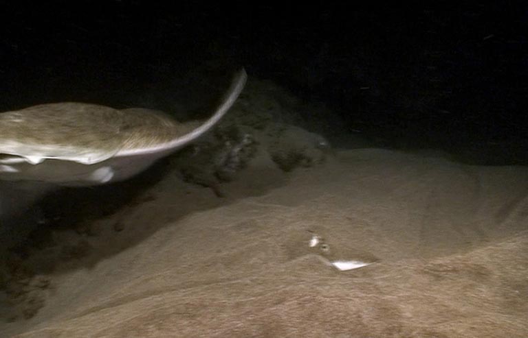 Video of an angelshark (Squatina squatina) startling a ray in the Port of Sardina del Norte; source: Narváez K, Osaer F 2016 Morphological and functional abnormality in the spiny butterfly ray Gymnura altavela. Mar Biodivers Rec 9:95.