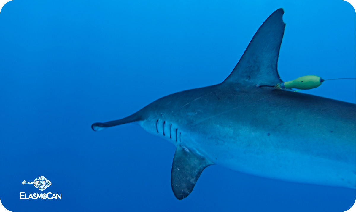 Marcaje de un tiburón martillo liso (Sphyrna zygaena) con un dispositivo satelital, que permite estudiar su rango de movimiento y preferencias de temperatura y profundidad; crédito de foto Filip Osaer - ElasmoCan
