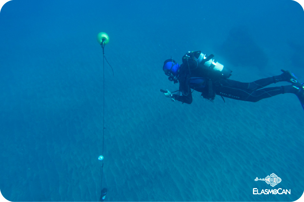 Scientists from ElasmoCan during the tests with acoustic telemetry systems in 2017 in the bay of Sardina del Norte (Gáldar, Gran Canaria, Canary Islands) with loan equipment from the manufacturers LOTEK y VEMCO. Picture credit: Krupskaya Narváez – ElasmoCan.