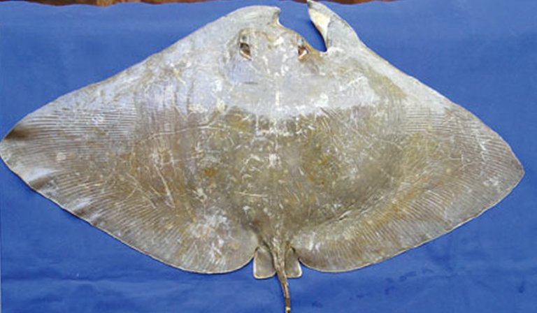 Morfologische abnormaliteit aan de kop van een rog in Nagapattinam (Indië). Bron: Suresh T.V., Raffi S.M. (2012) Pectoral fin anomalies in the long-tailed butterfly ray, Gymnura poecilura collected from Nagapattinam coastal waters, south-east coast of India. Mar Biodivers Rec 5:e96.